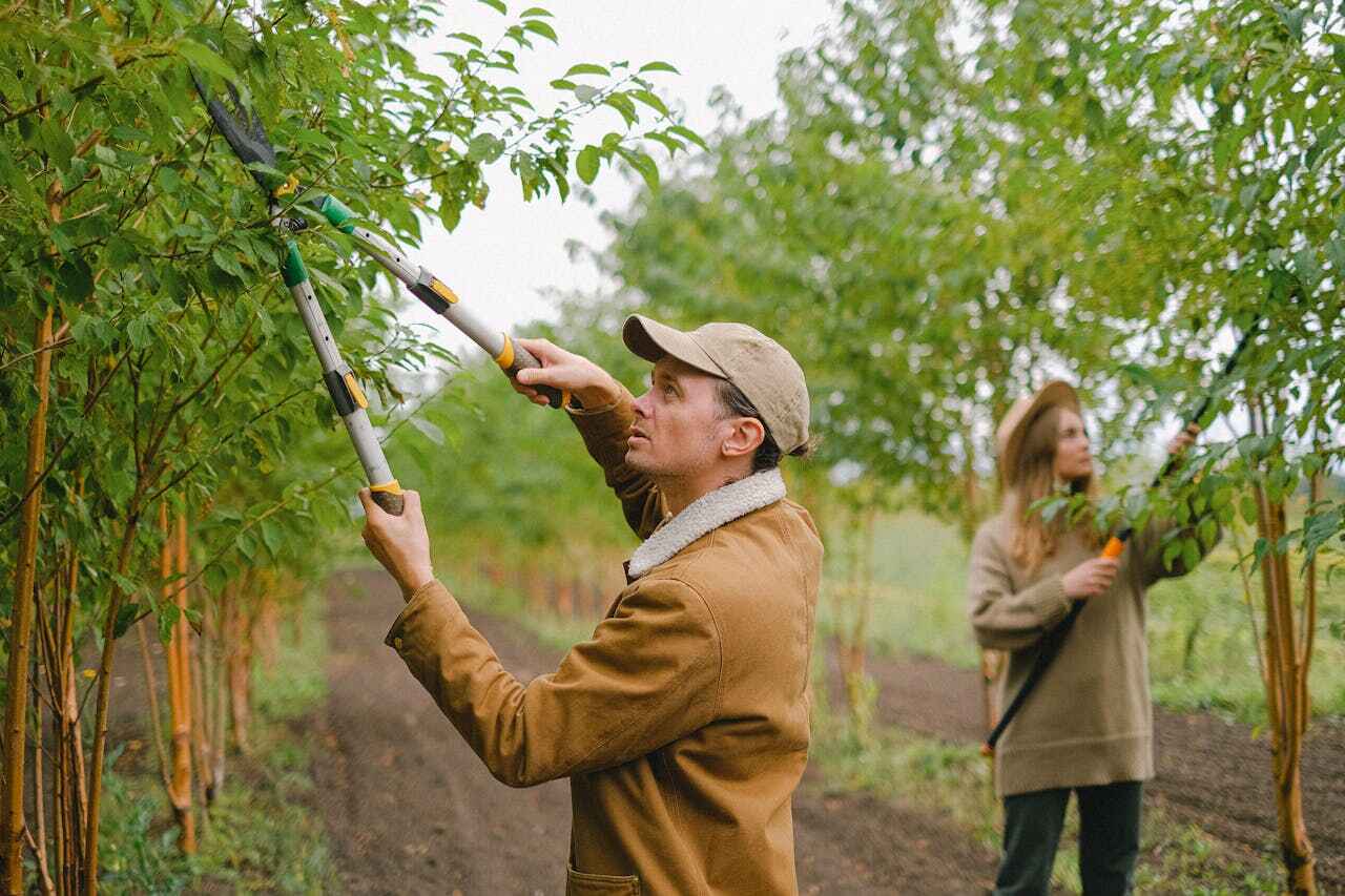 Best Affordable Tree Service  in Meridian, TX